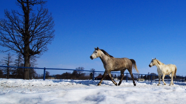 雪の農場と馬の写真